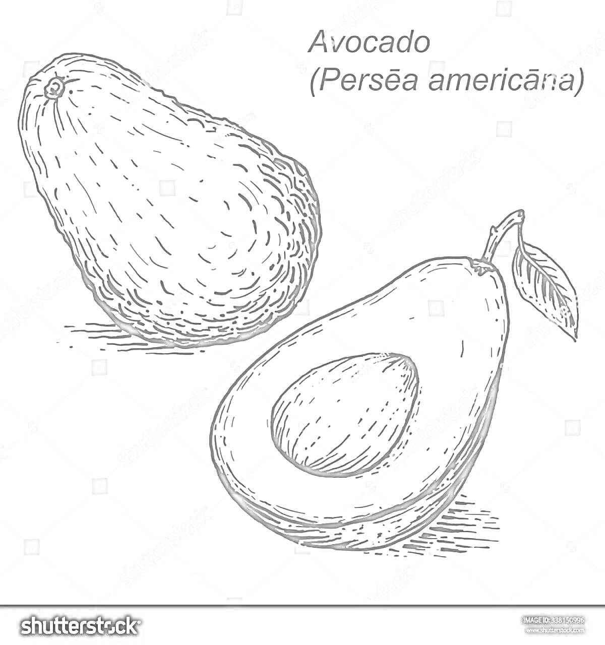 Раскраска Два авокадо: целый и половинка с косточкой и листьями