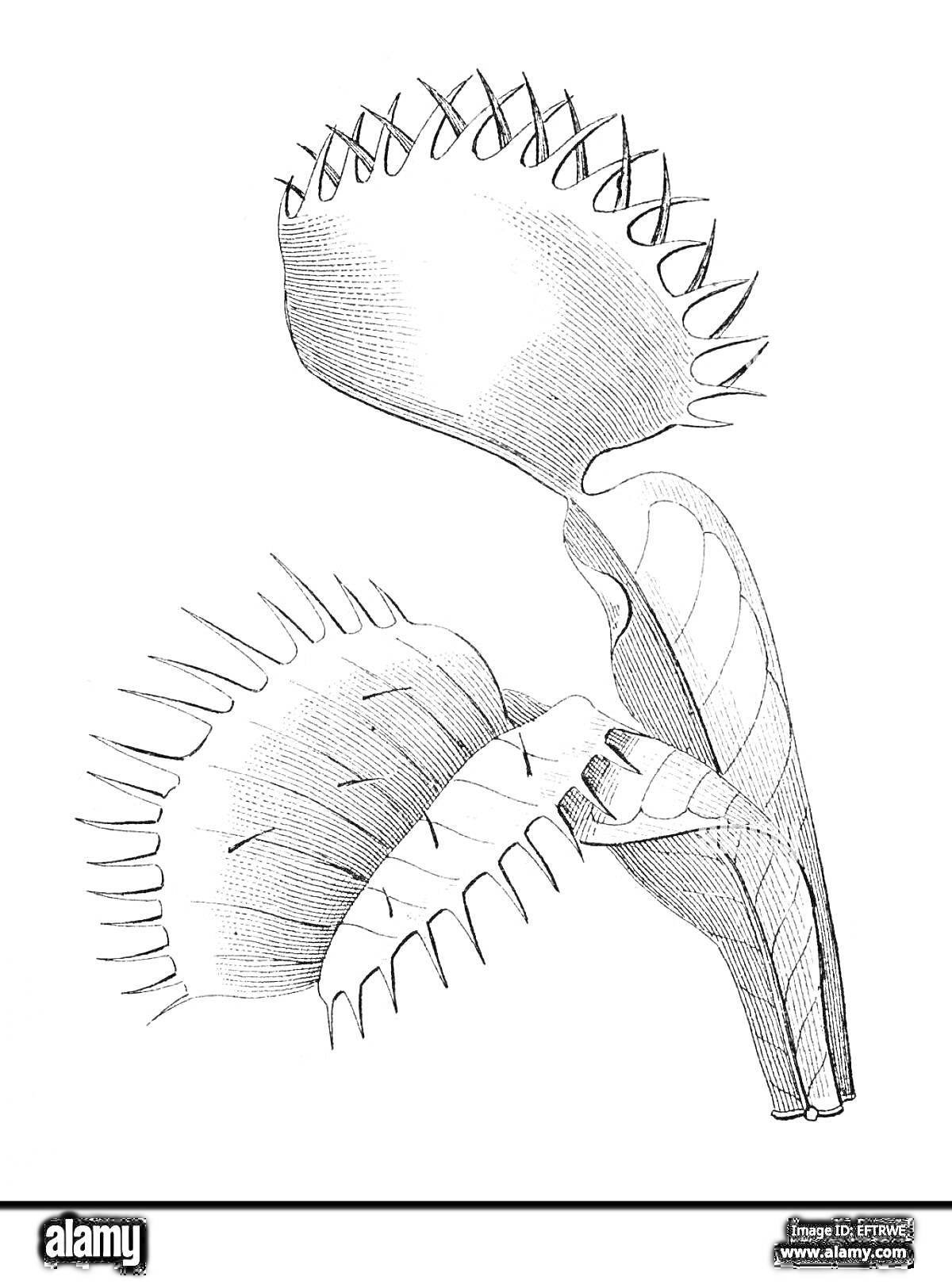Раскраска Венерина мухоловка, показана с открытой и закрытой ловушкой, стебли с листьями и зубчиками