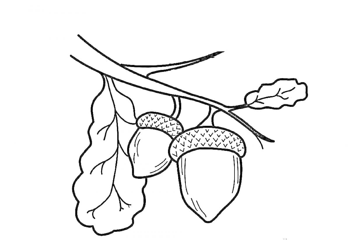 Ветка дуба с желудями и листьями