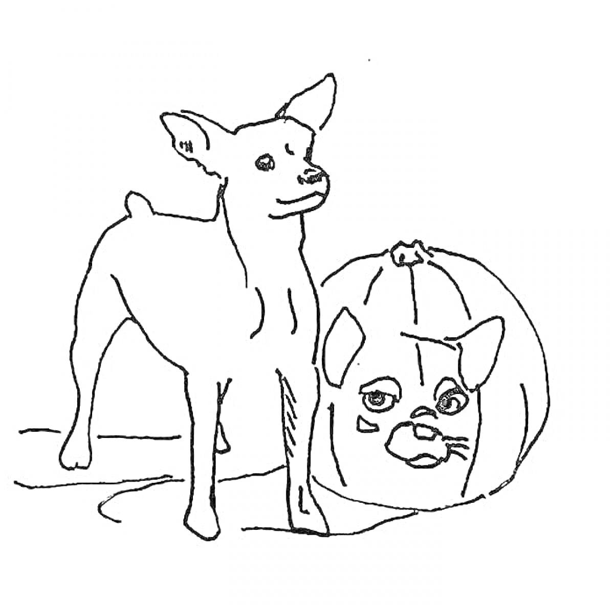 На раскраске изображено: Чихуахуа, Собака, Тыква, Осень, Хэллоуин