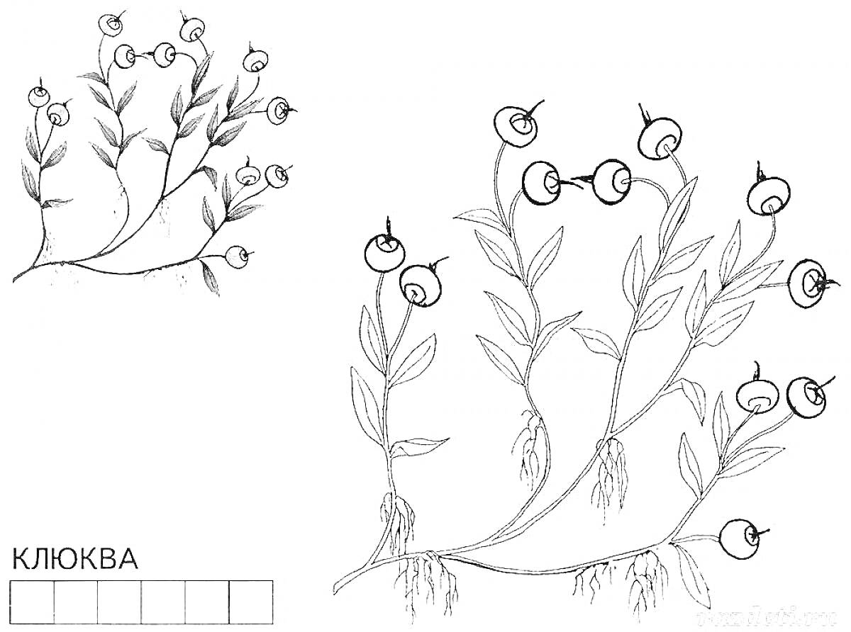 На раскраске изображено: Клюква, Ягоды, Листья, Ветка, Природа, Ботаника