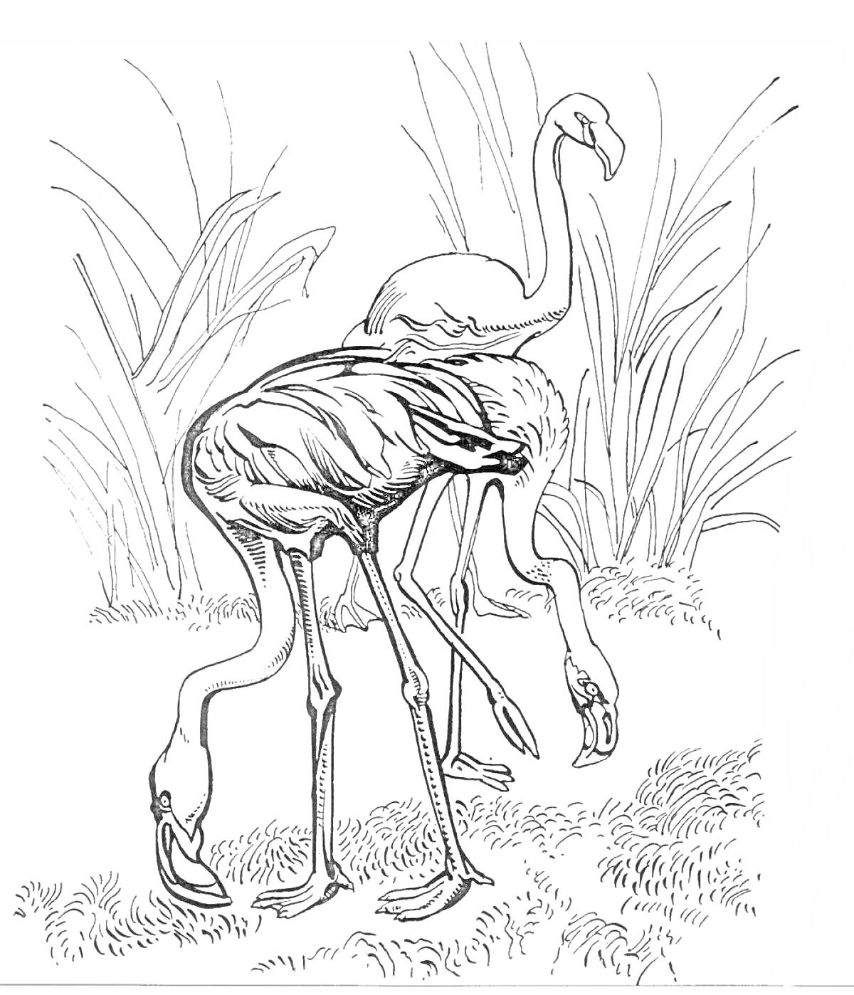 Раскраска Два фламинго на поляне с растительностью