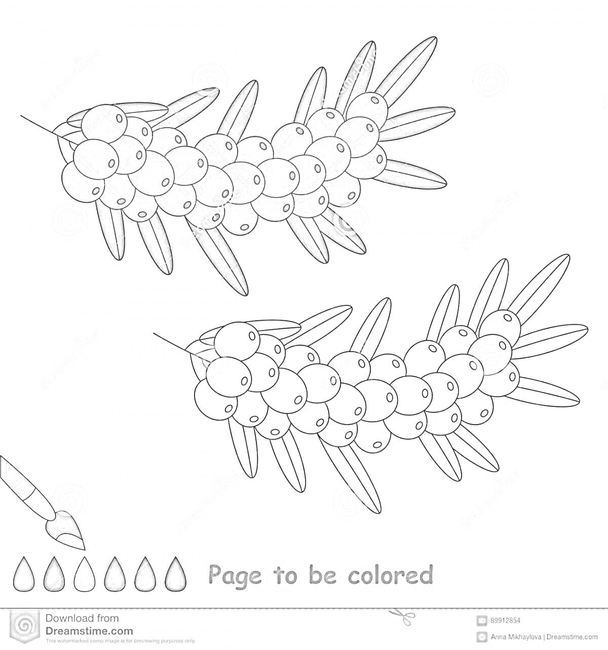 Раскраска ветка облепихи с ягодами и листьями для раскрашивания