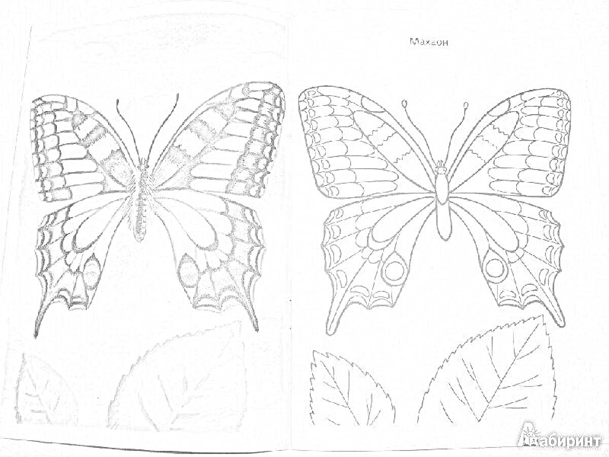 Раскраска раскраска махаон бабочка, бабочка махаон, два листа с бабочками, раскрашенная бабочка слева, контурная бабочка справа, три листа снизу