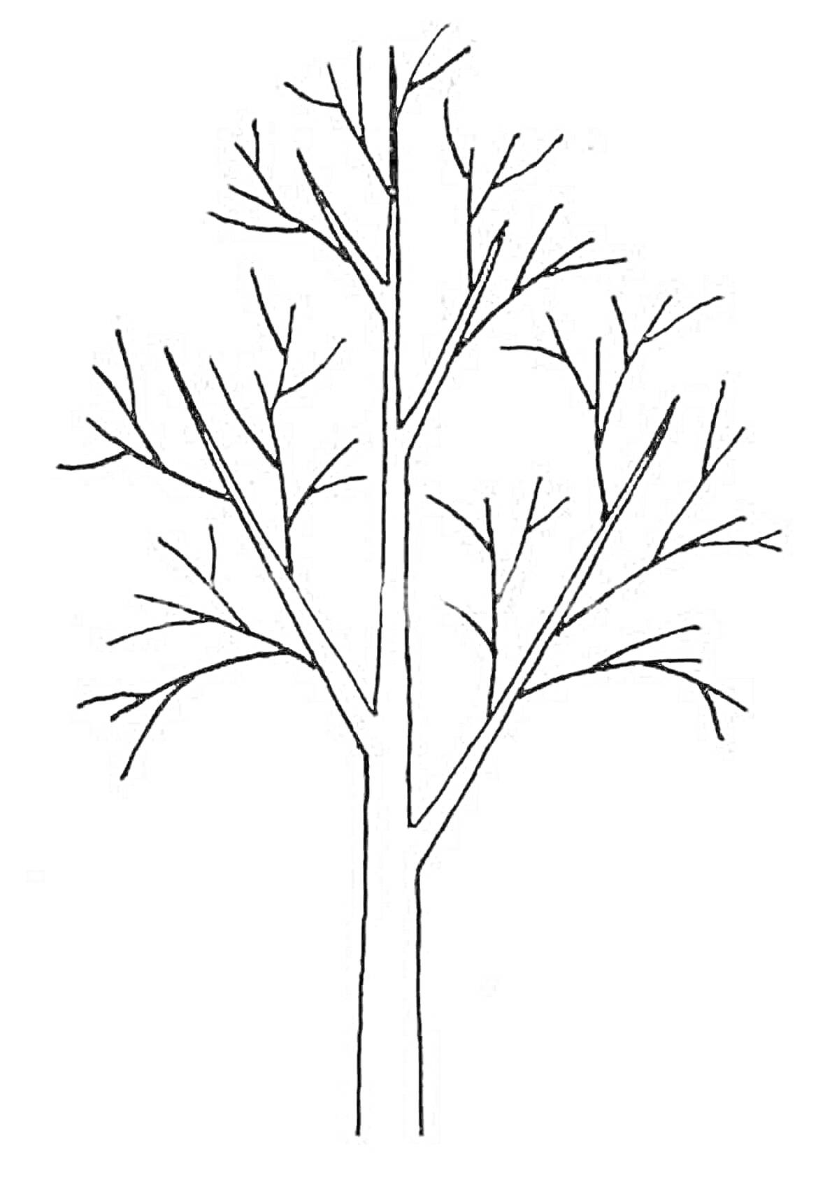 Голое дерево без листвы и дополнительных элементов