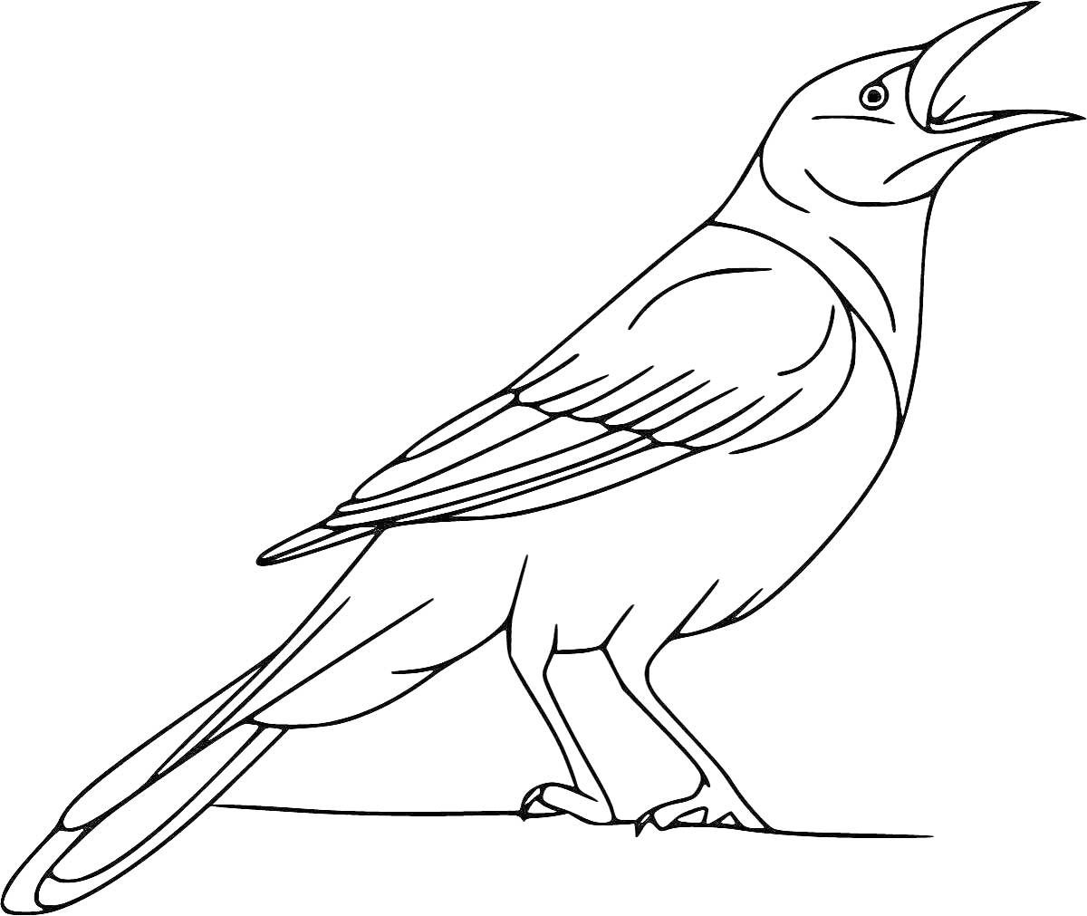 На раскраске изображено: Сорока, Птица, 3 года, 4 года, Открытый клюв