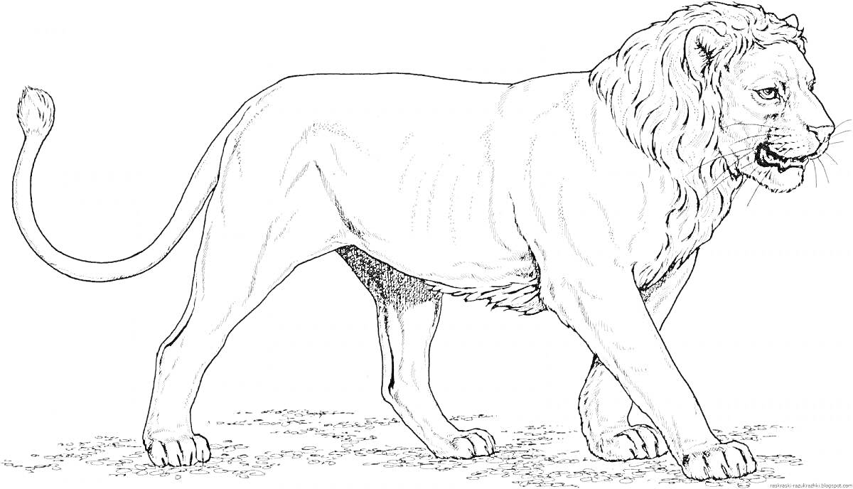 Раскраска Лев на траве