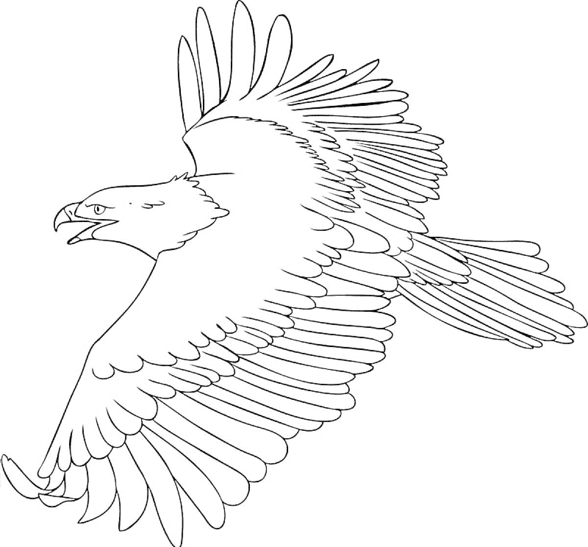 Раскраска Орел в полете с раскрытыми крыльями и открытым клювом