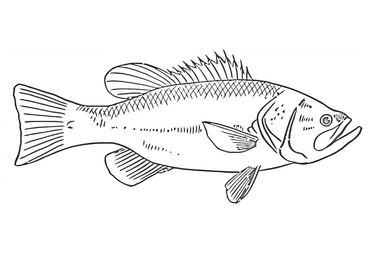 Раскраска рыба с плавниками и чешуей