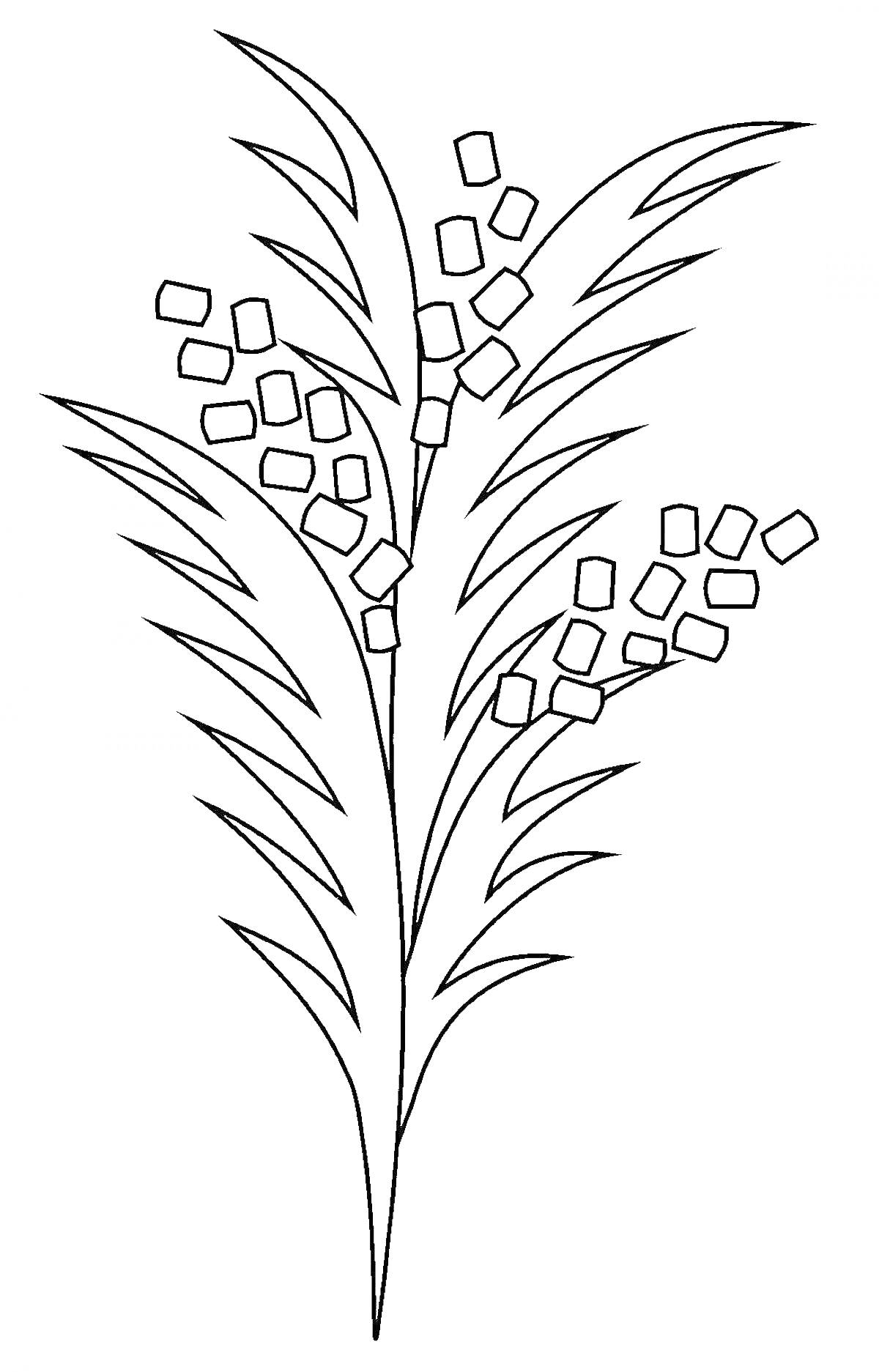 Раскраска Мимоза с листьями и соцветиями