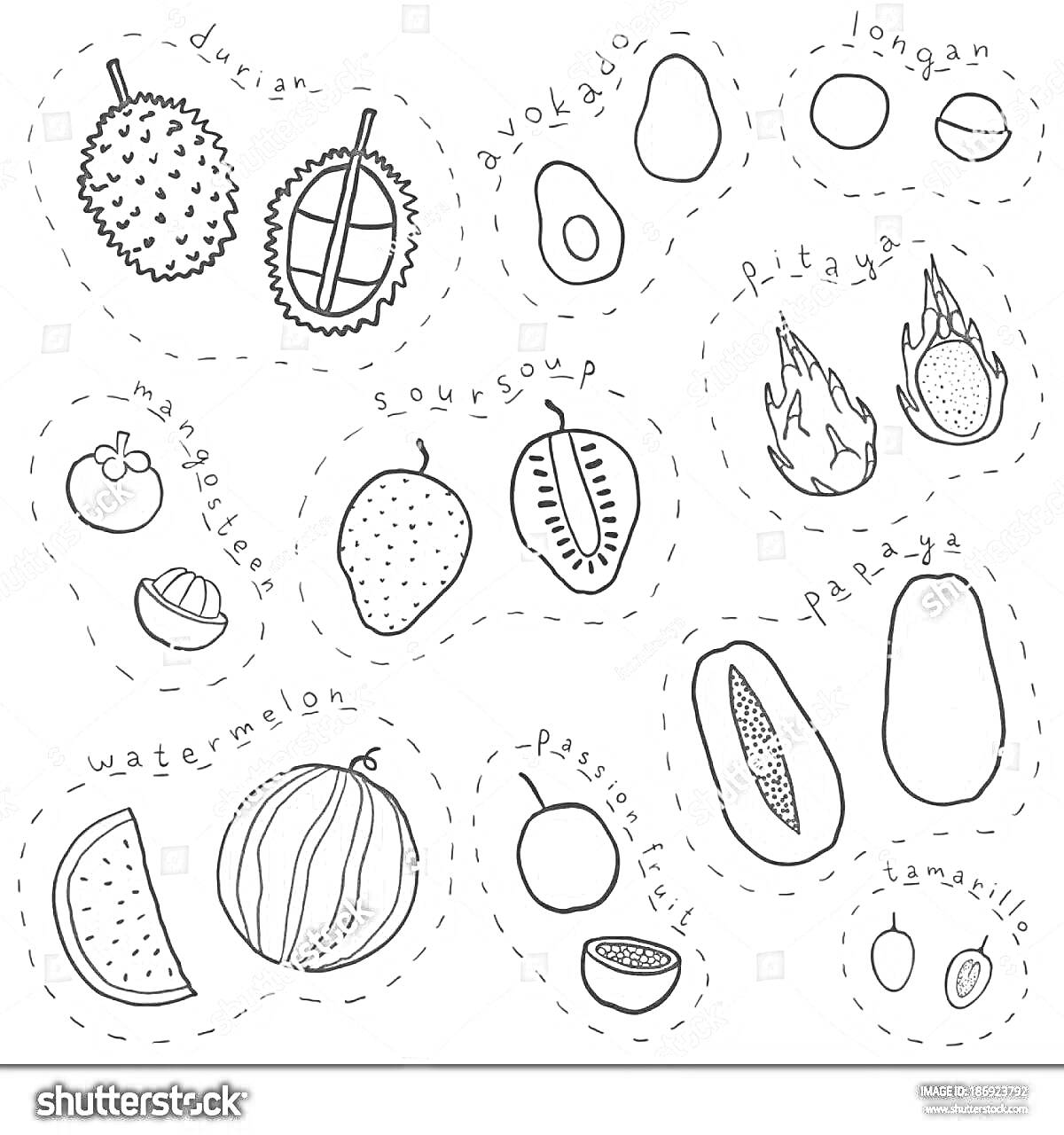 Раскраска Азиатские фрукты: дуриан, авокадо, лонган, питахайя, ягодка, мангостин, сметанное яблоко, маракуйя, папайя, авокадо, арбуз, маракуйя, папайя, тамаранд