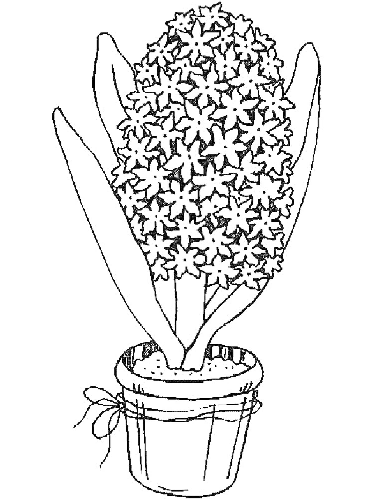 На раскраске изображено: Гиацинт, Листья, Бант, Цветы, Растения, Горшки