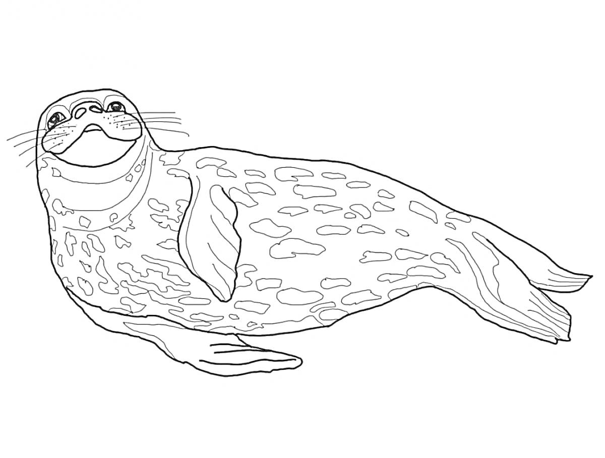 На раскраске изображено: Тюлень, Пятна, Морская фауна
