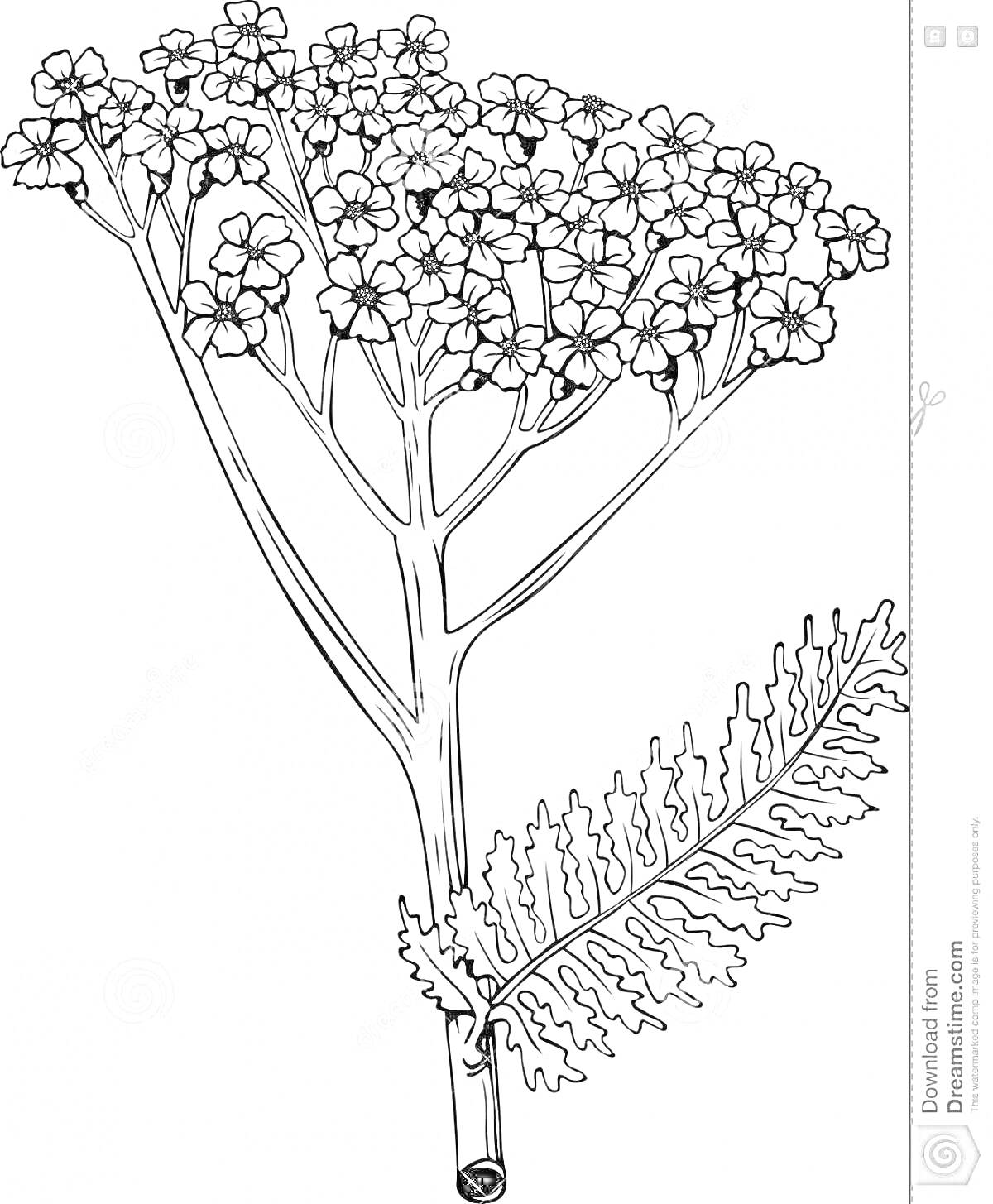 Раскраска Тысячелистник с цветами и листьями