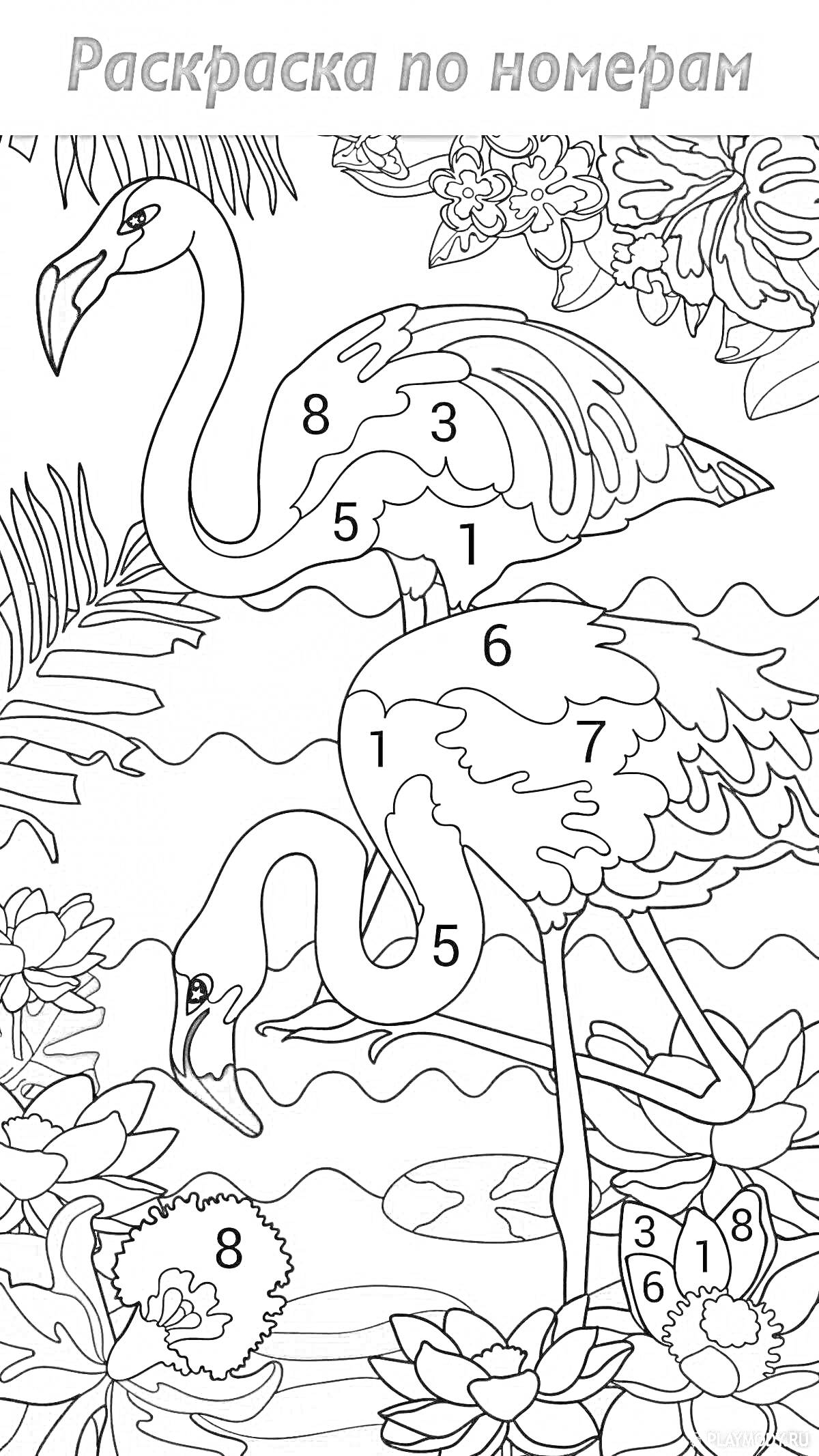 На раскраске изображено: Фламинго, Водные растения, Лилии, Цветы, Листья, Природа, Птица