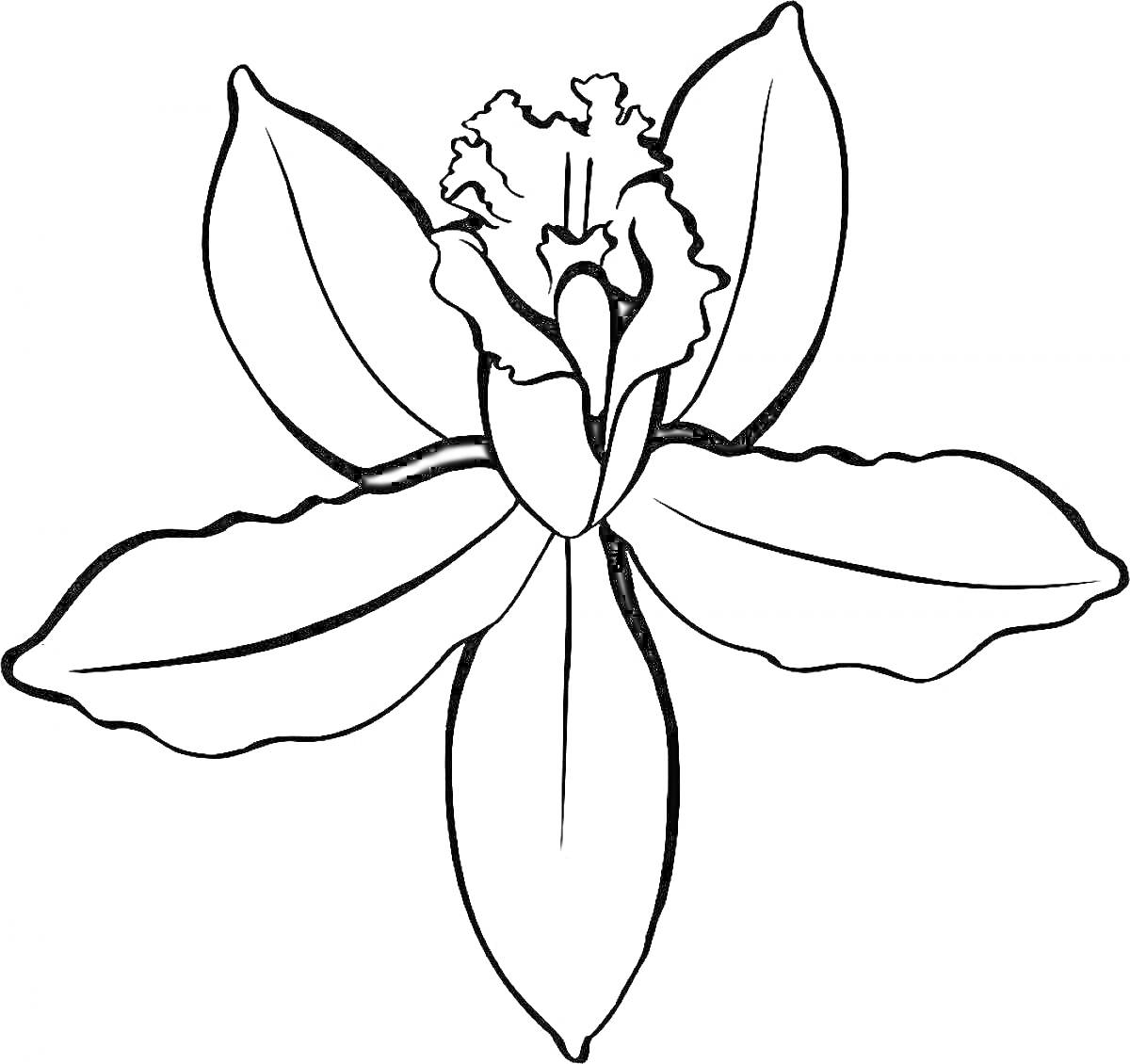 Раскраска Орхидея с пятью лепестками и губой