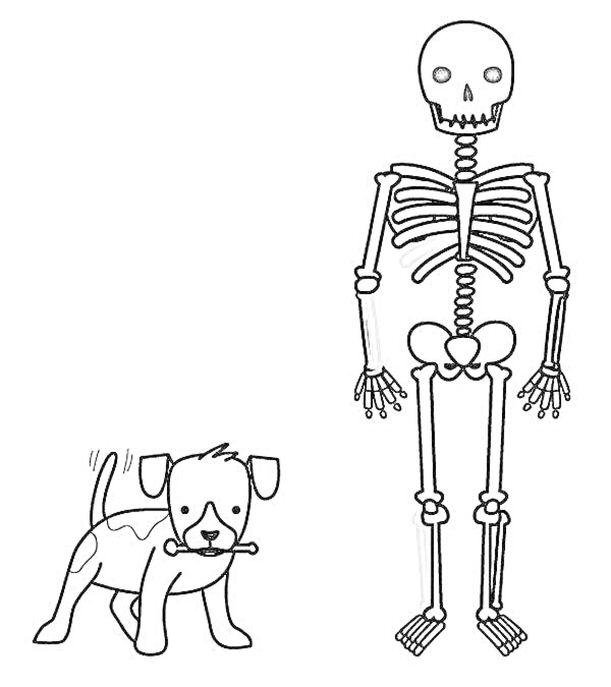 Скелет и собака с косточкой