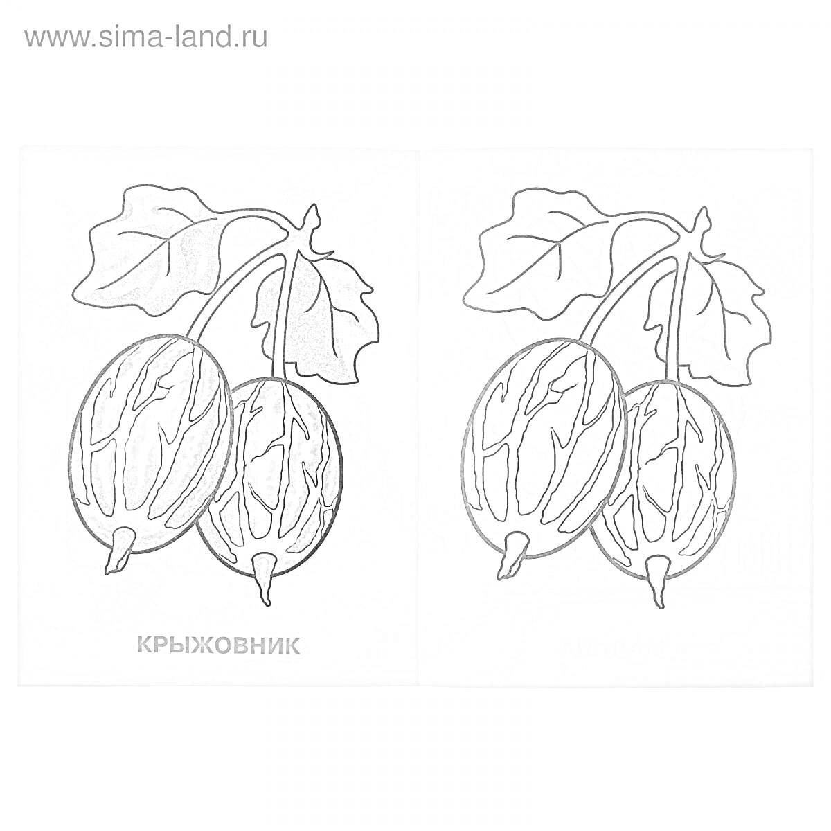 Раскраска Крыжовник - две ягоды с листьями на ветке