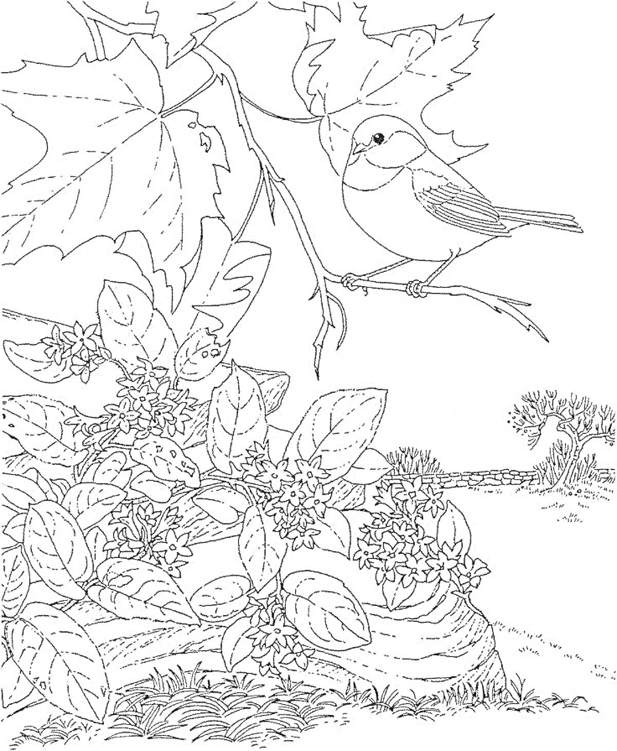 На раскраске изображено: Птица, Ветка, Листья, Клен, Цветы, Природа, Пейзаж