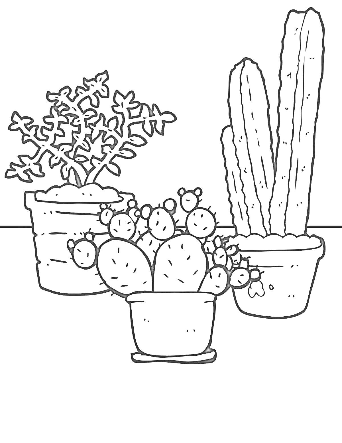 Раскраска Три горшка с комнатными растениями (кактусы и суккулент)