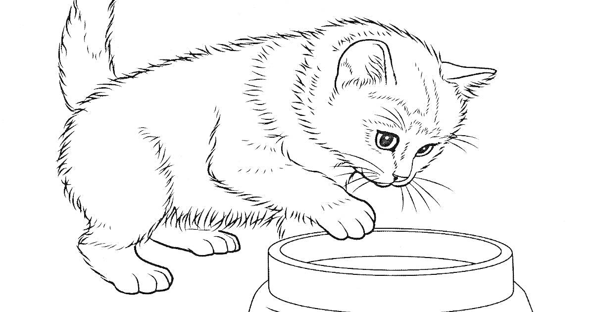 Раскраска Кот с лапой в миске