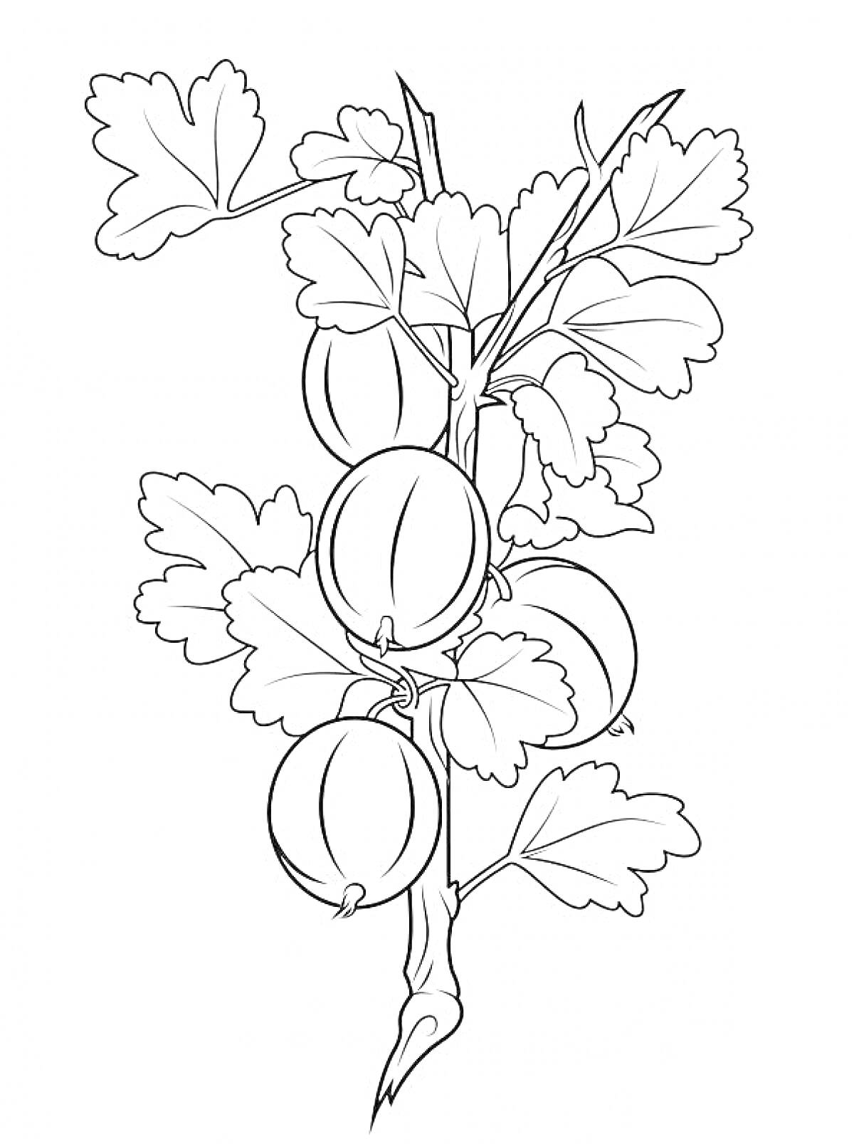 На раскраске изображено: Крыжовник, Листья, Ягоды, Плоды, Природа, Растения, Ветка, Контурные рисунки