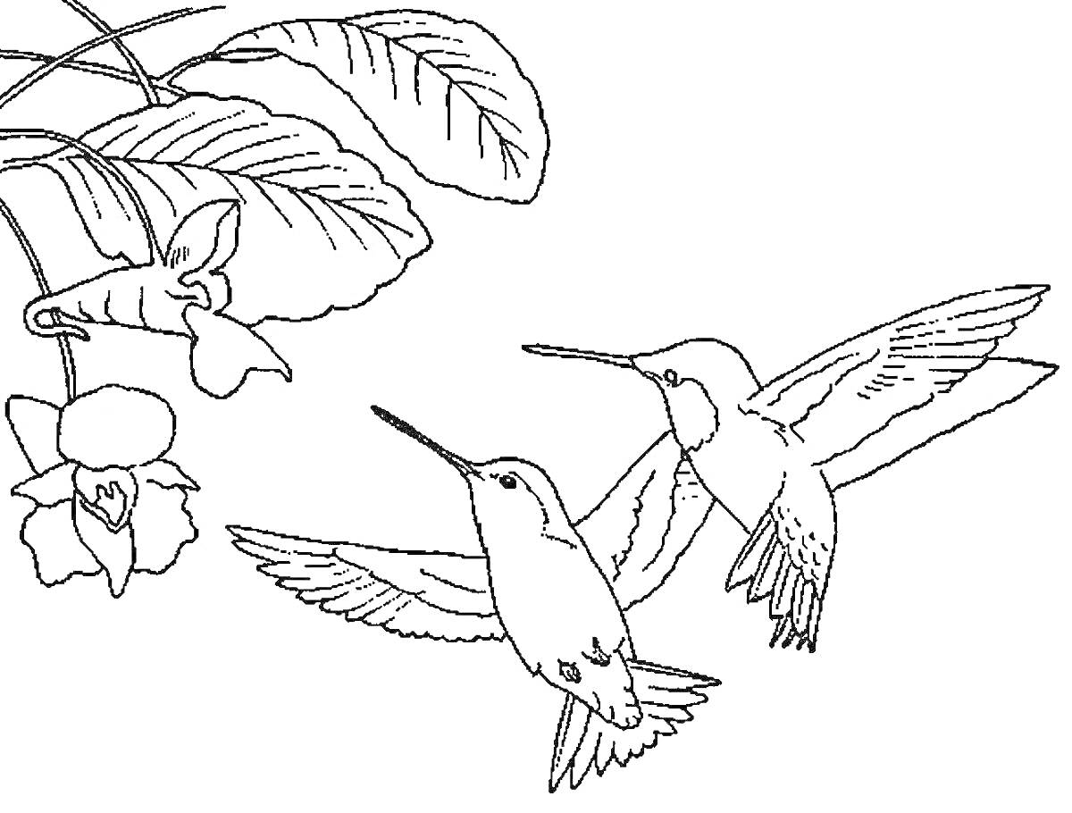 На раскраске изображено: Колибри, Цветы, Листья, Природа, Полет