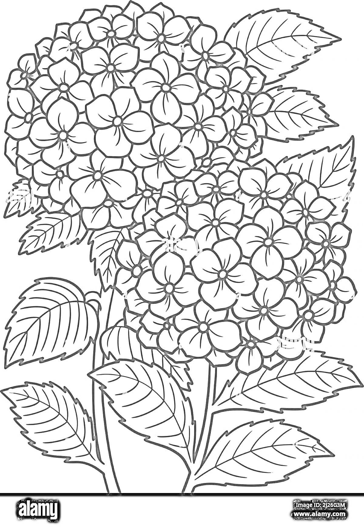Раскраска Гортензия с крупными соцветиями и листьями