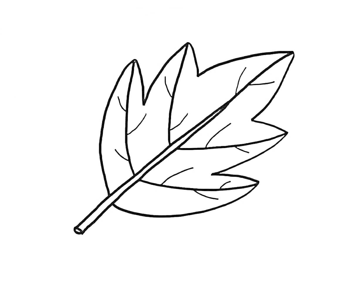 На раскраске изображено: Листья, Природа, Осень, Ботаника, Контурные рисунки