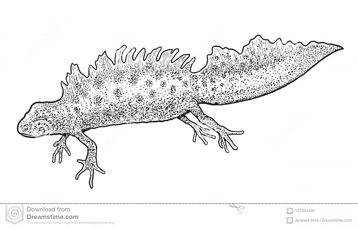 Раскраска Тритон обыкновенный с гребнем
