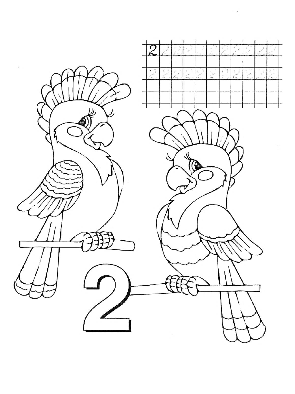 Раскраска Два попугая на жердочках с цифрой 2 и сеткой для обучения письму цифры