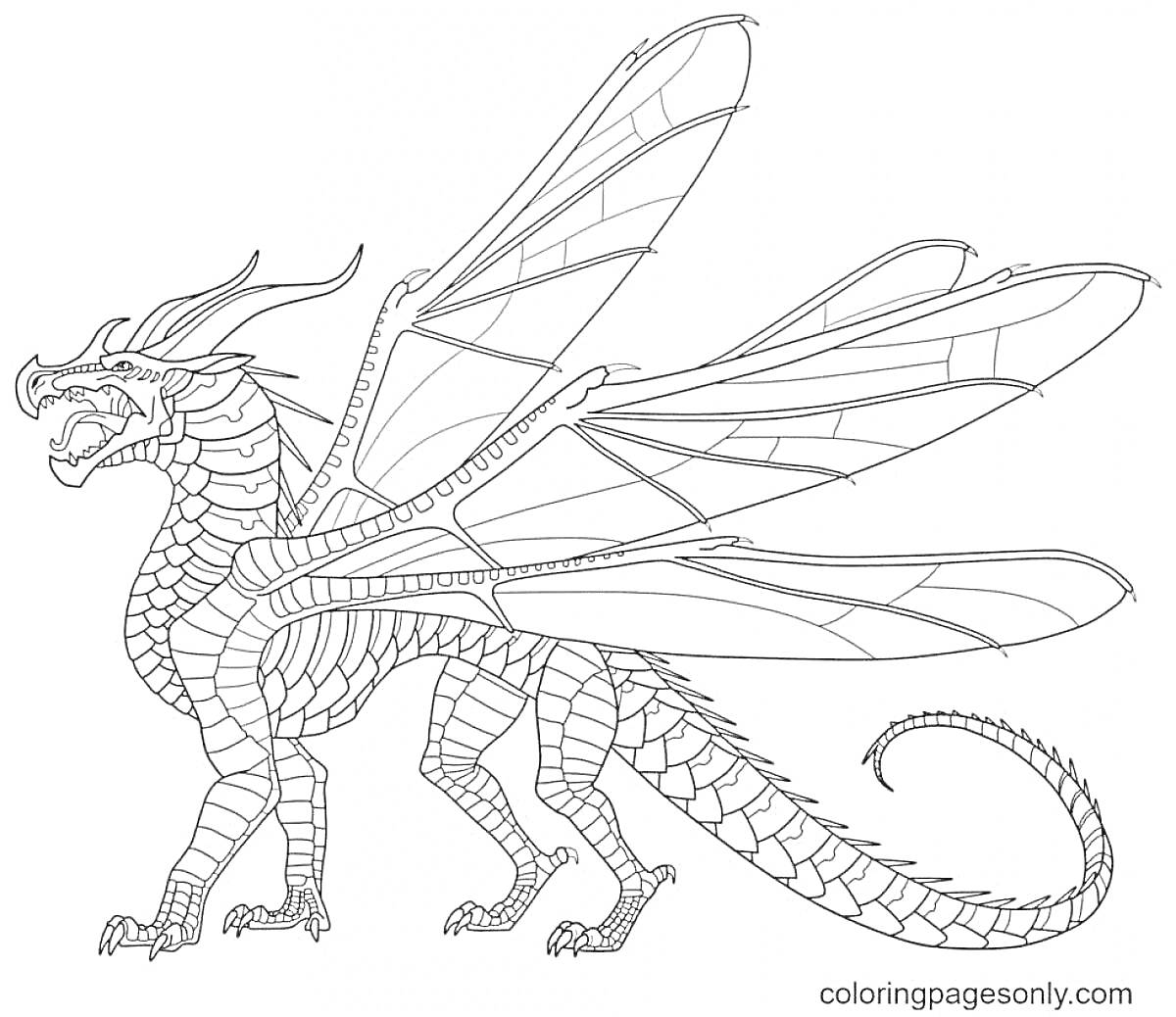 Раскраска Дракон с крыльями, стоящий на четырех лапах, с налитыми мышцами и хвостом.