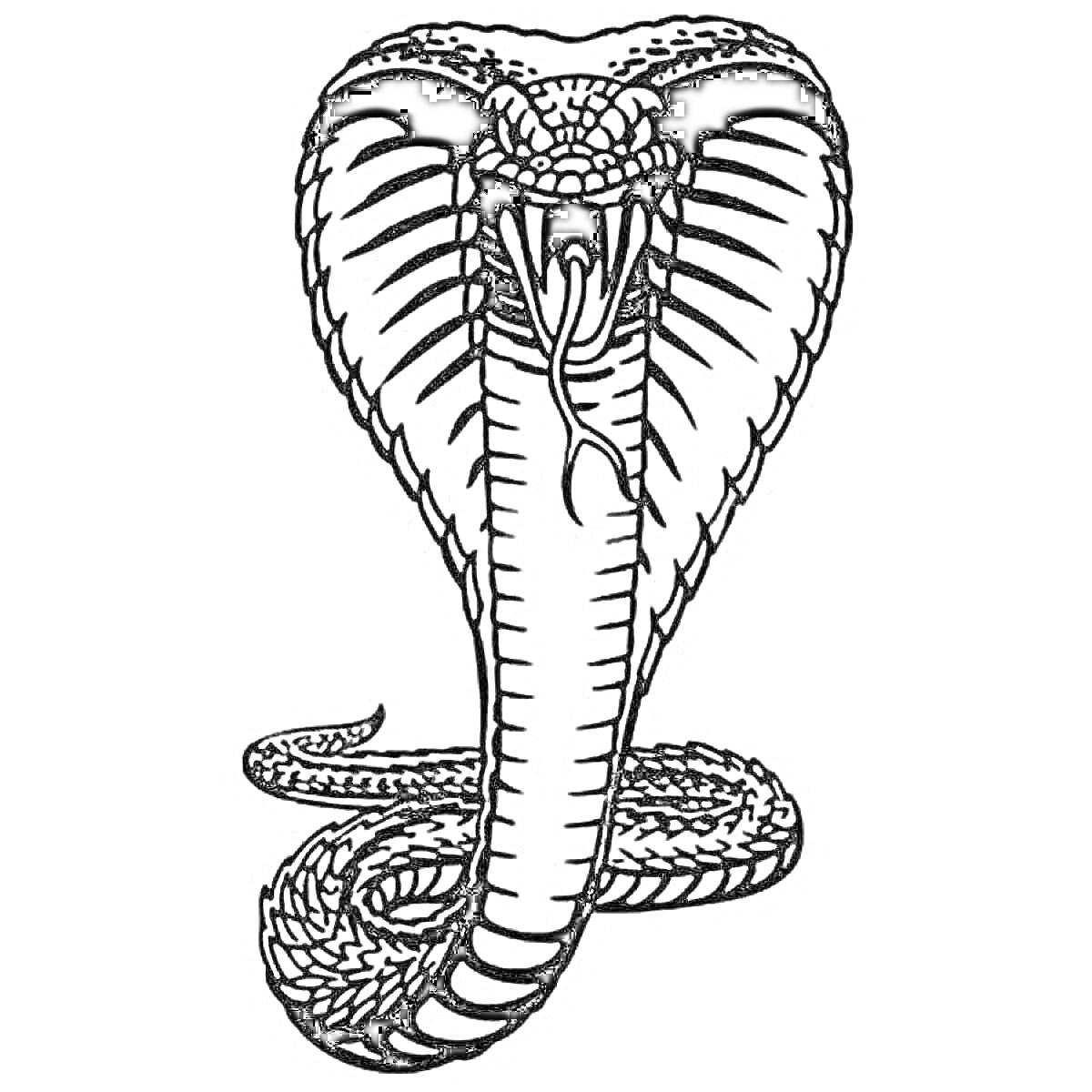 Королевская кобра с раздутым капюшоном и раздвоенным языком