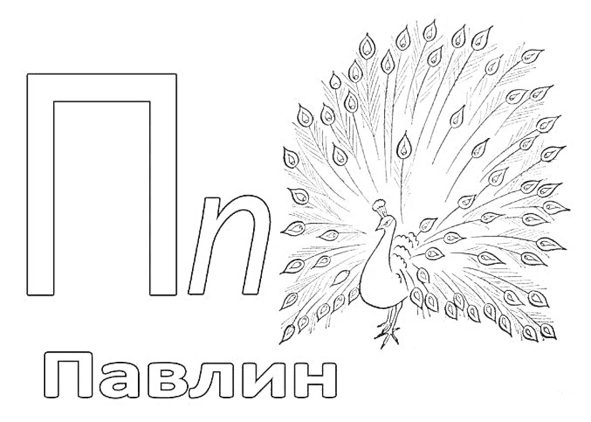 Раскраска Буква П, строчная и заглавная, павлин с распущенным хвостом, слово 