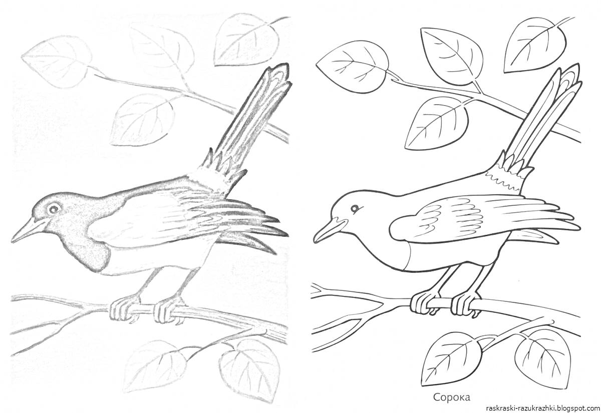 На раскраске изображено: Сорока, Птица, Ветка, Листья, Для детей, Природа, Зоопарк, Весна