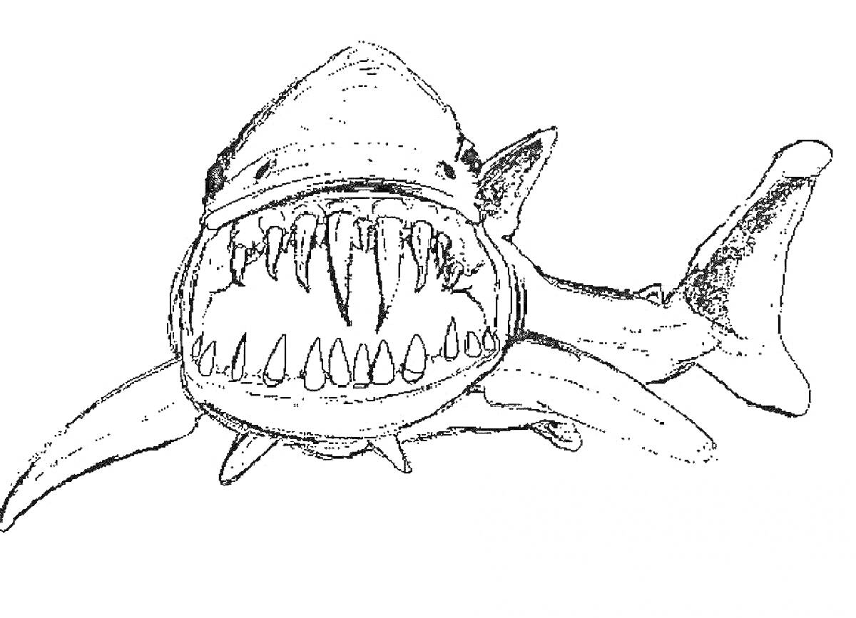 Раскраска Акула с открытой пастью и видимыми острыми зубами