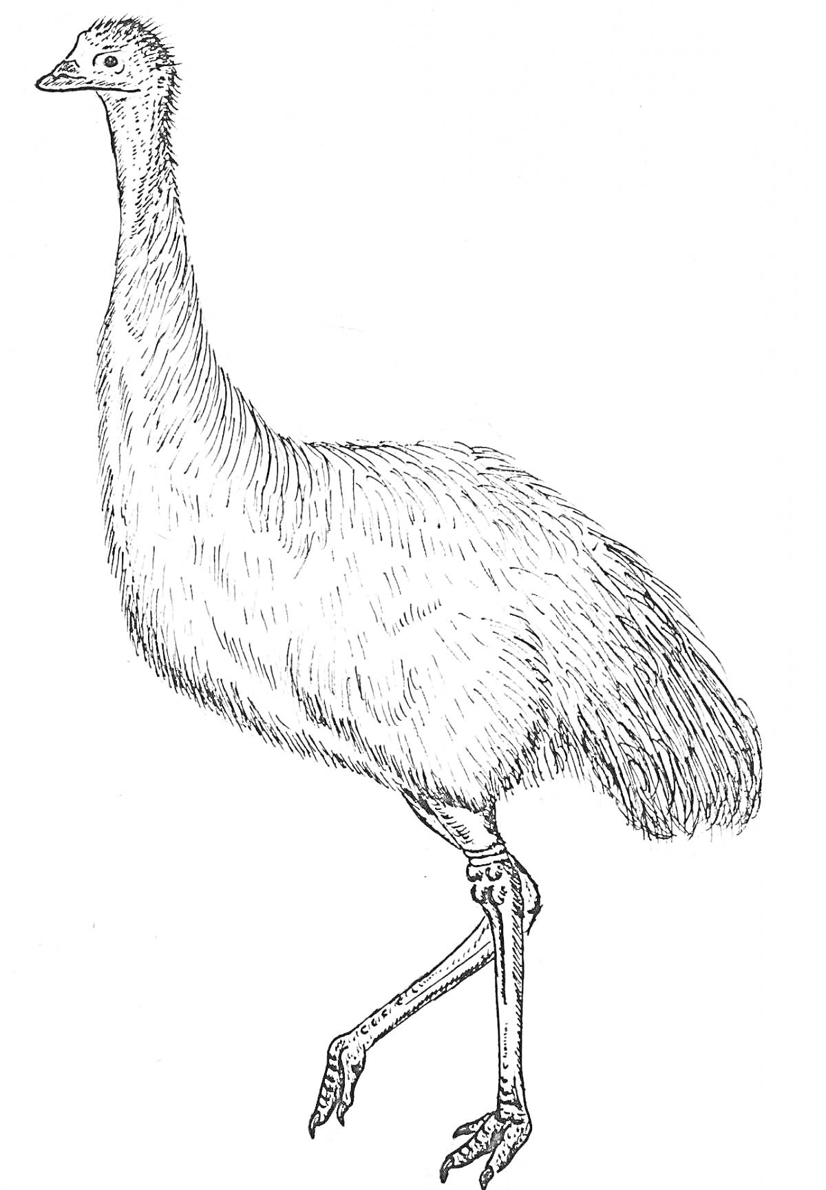 На раскраске изображено: Эму, Страус, Птица, Стоящая на одной ноге, Перья, Длинная шея