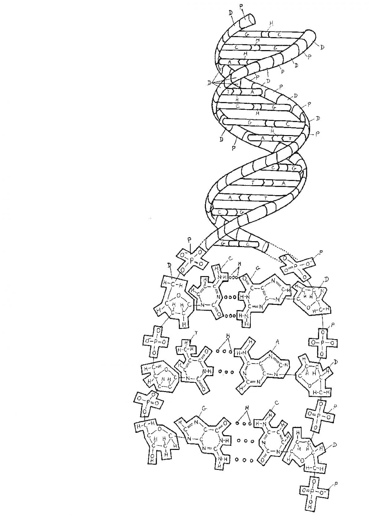 Спиральная структура ДНК с нуклеотидами и водородными связями