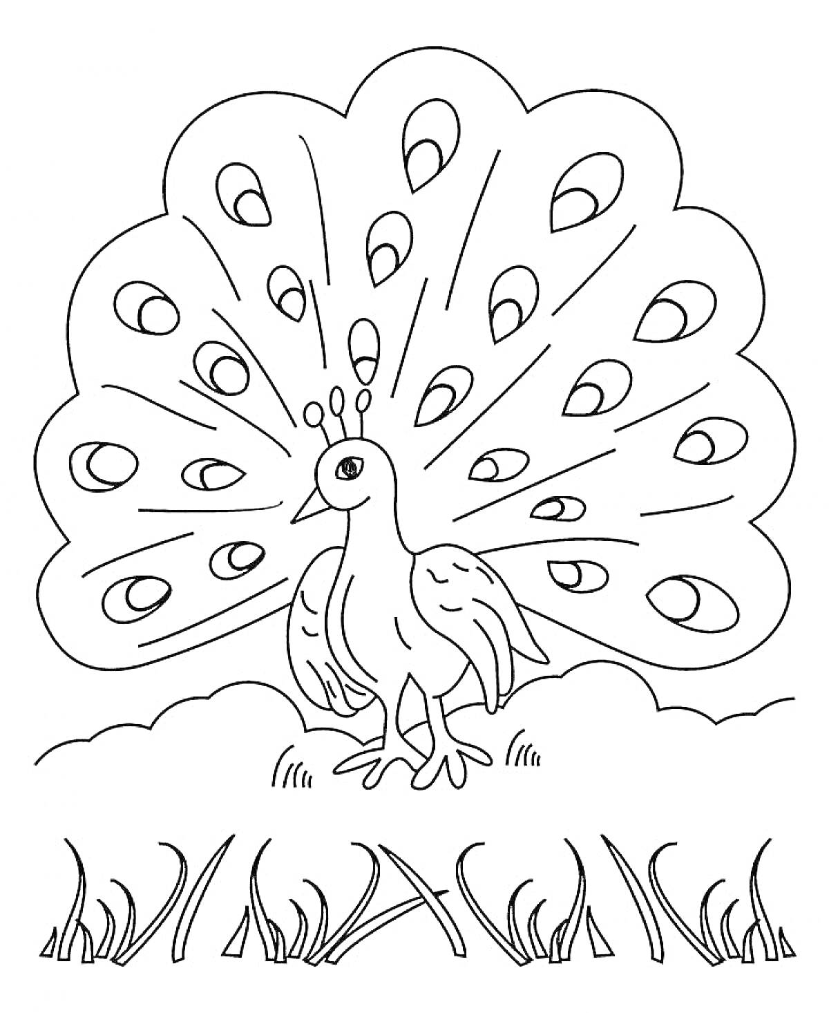 Раскраска Павлин с расправленным хвостом на фоне травы и облаков
