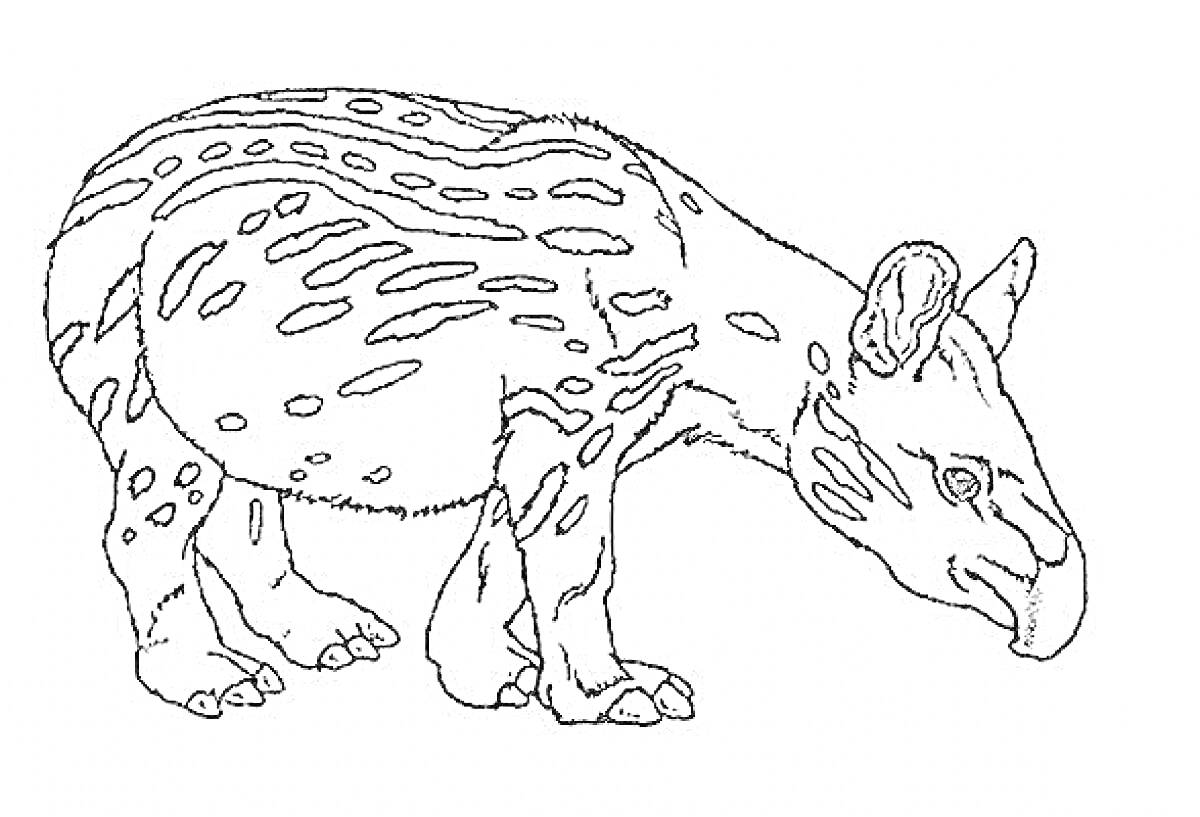 На раскраске изображено: Тапир, Контурные рисунки