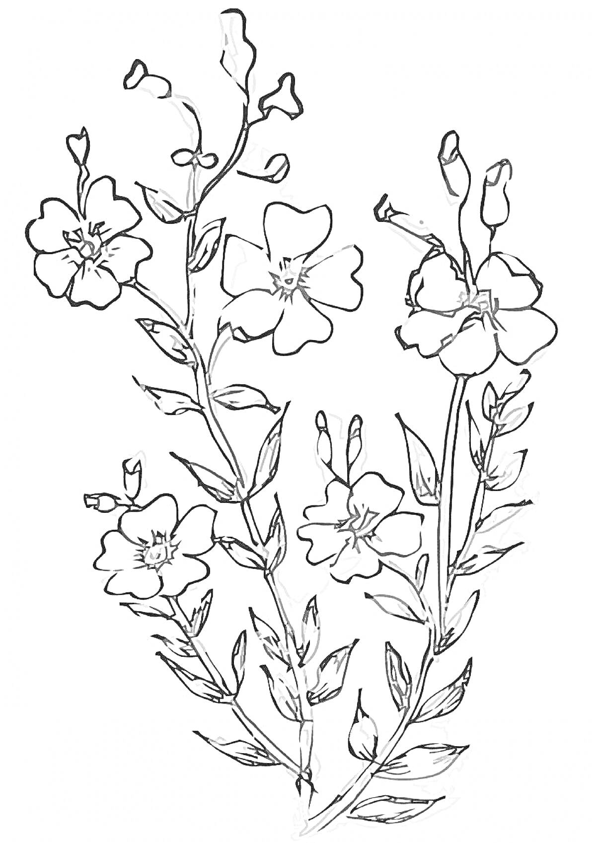 Рисунок с цветущими стеблями льна
