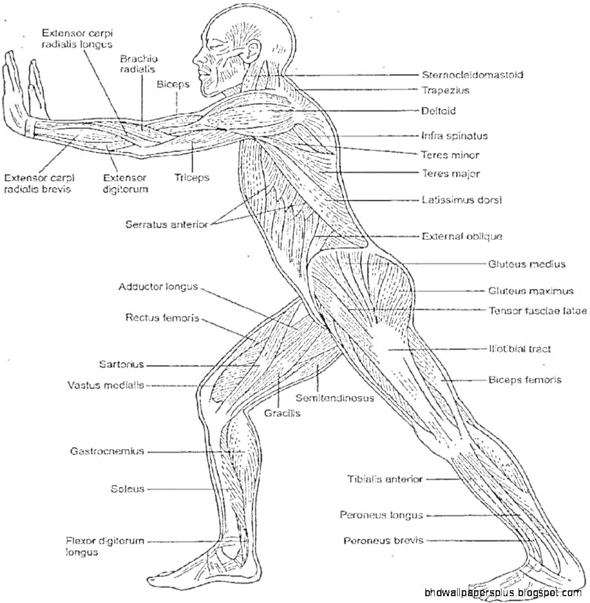 Анатомический атлас йоги с обозначением мышц