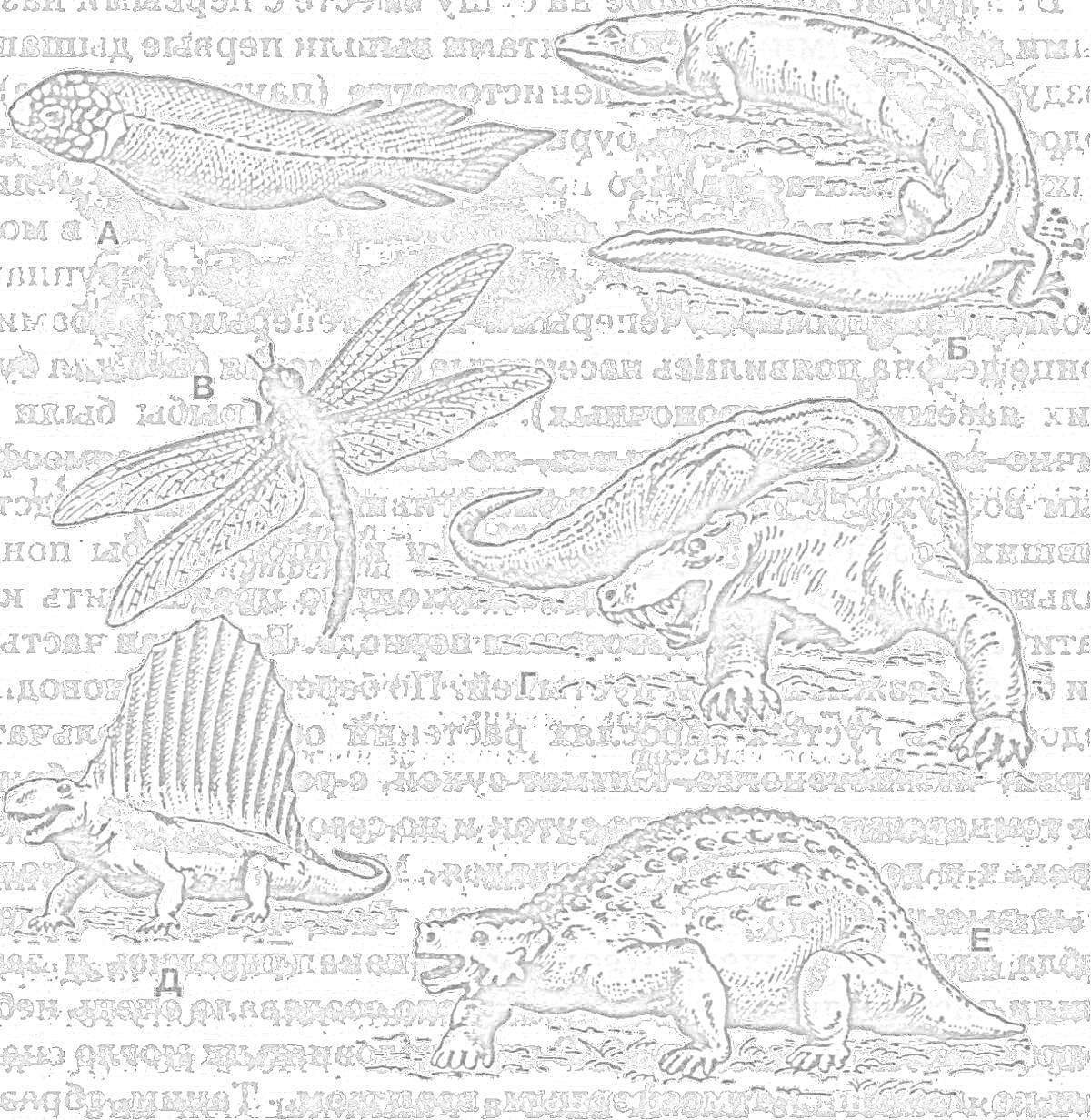 На раскраске изображено: Палеозойская эра, Рыба, Амфибия, Древние животные, Доисторические существа