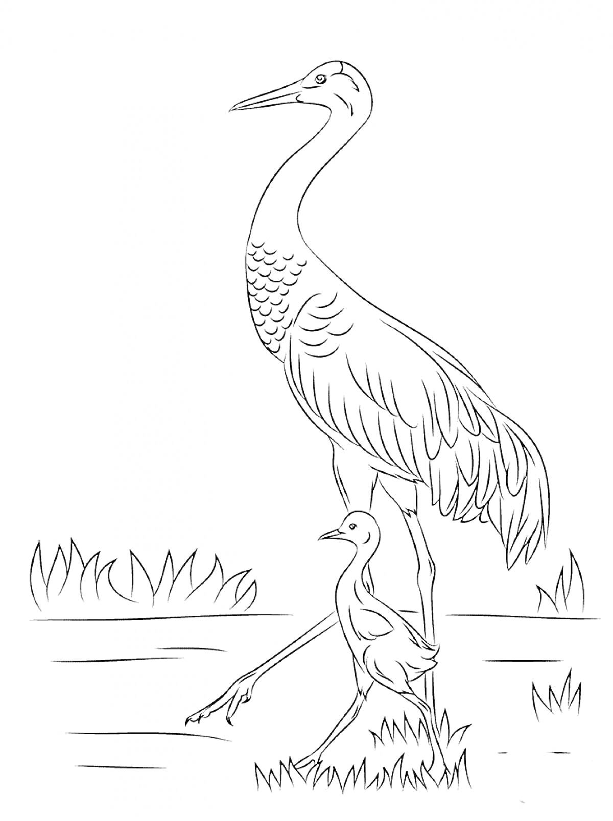Раскраска Журавль и его птенец на водоеме с травой