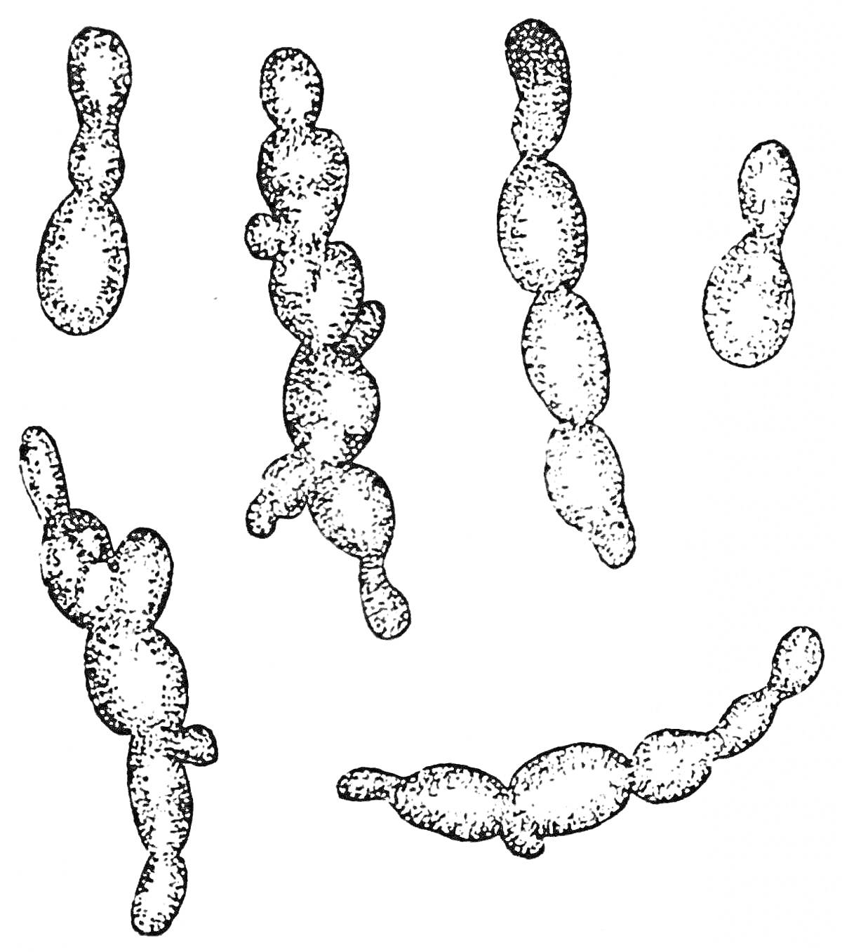 Дрожжи под микроскопом, клетки и цепи дрожжей