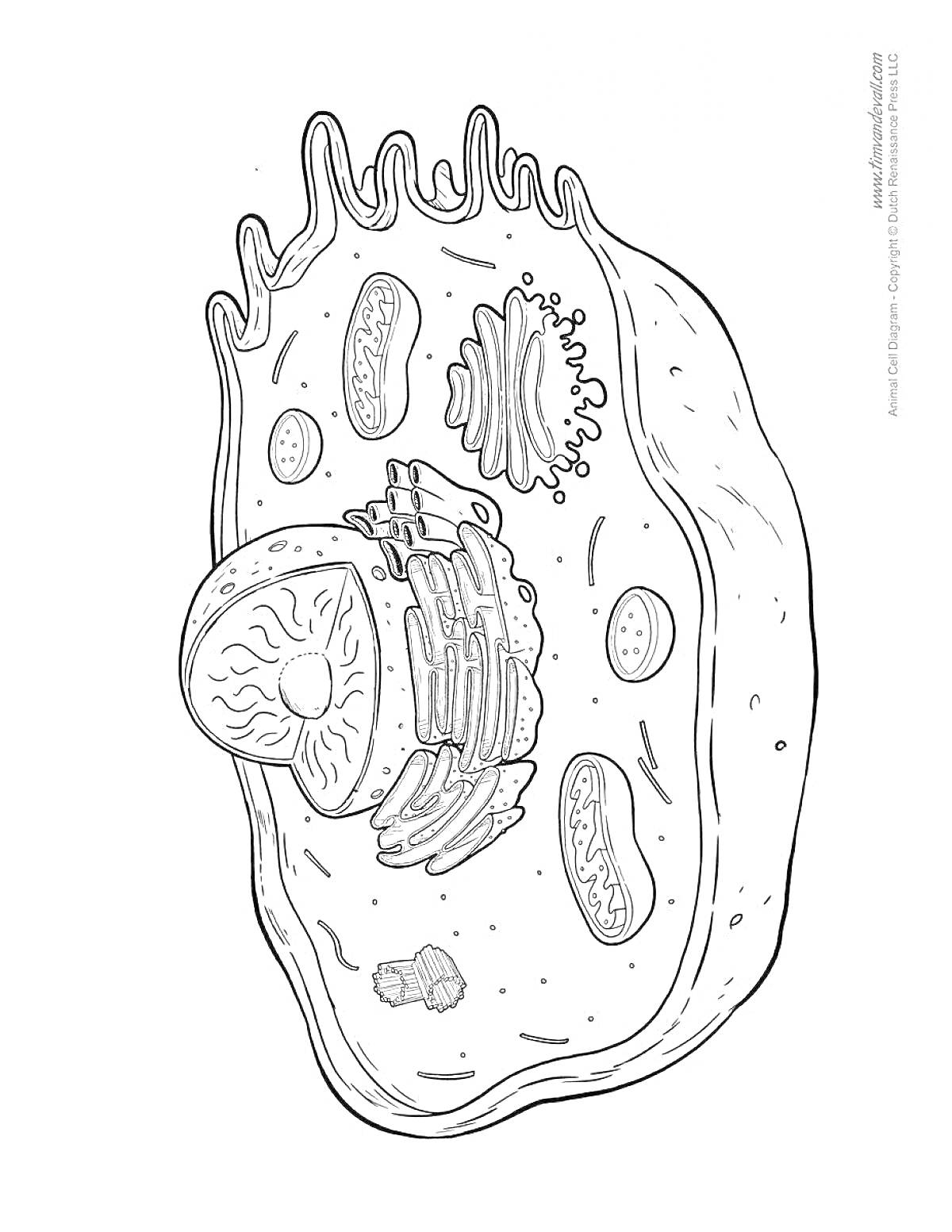 Раскраска растительная клетка с ядром, митохондриями, эндоплазматической сетью, клеточной мембраной, аппаратами Гольджи и рибосомами