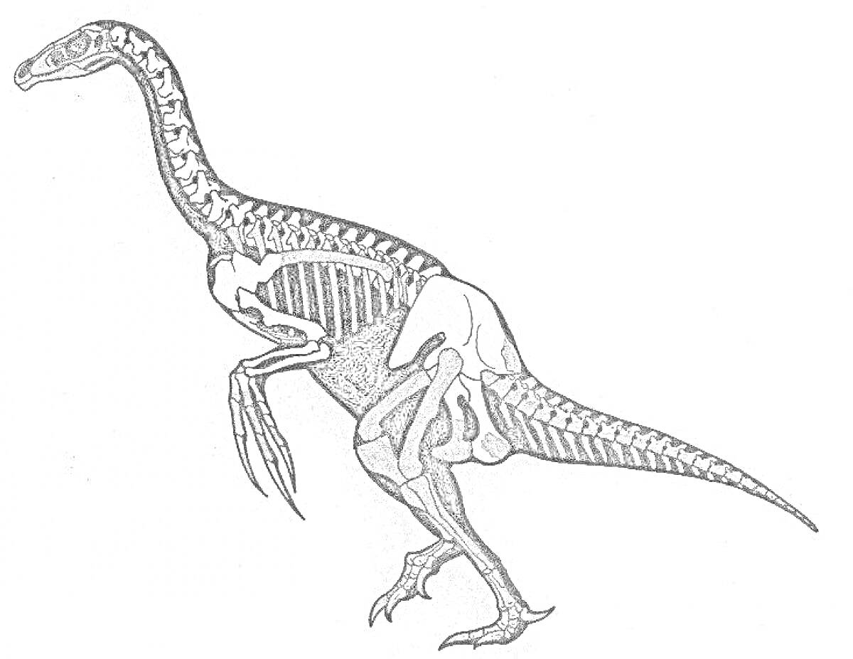 Раскраска Теризинозавр с внутренним строением скелета и видимой мускулатурой