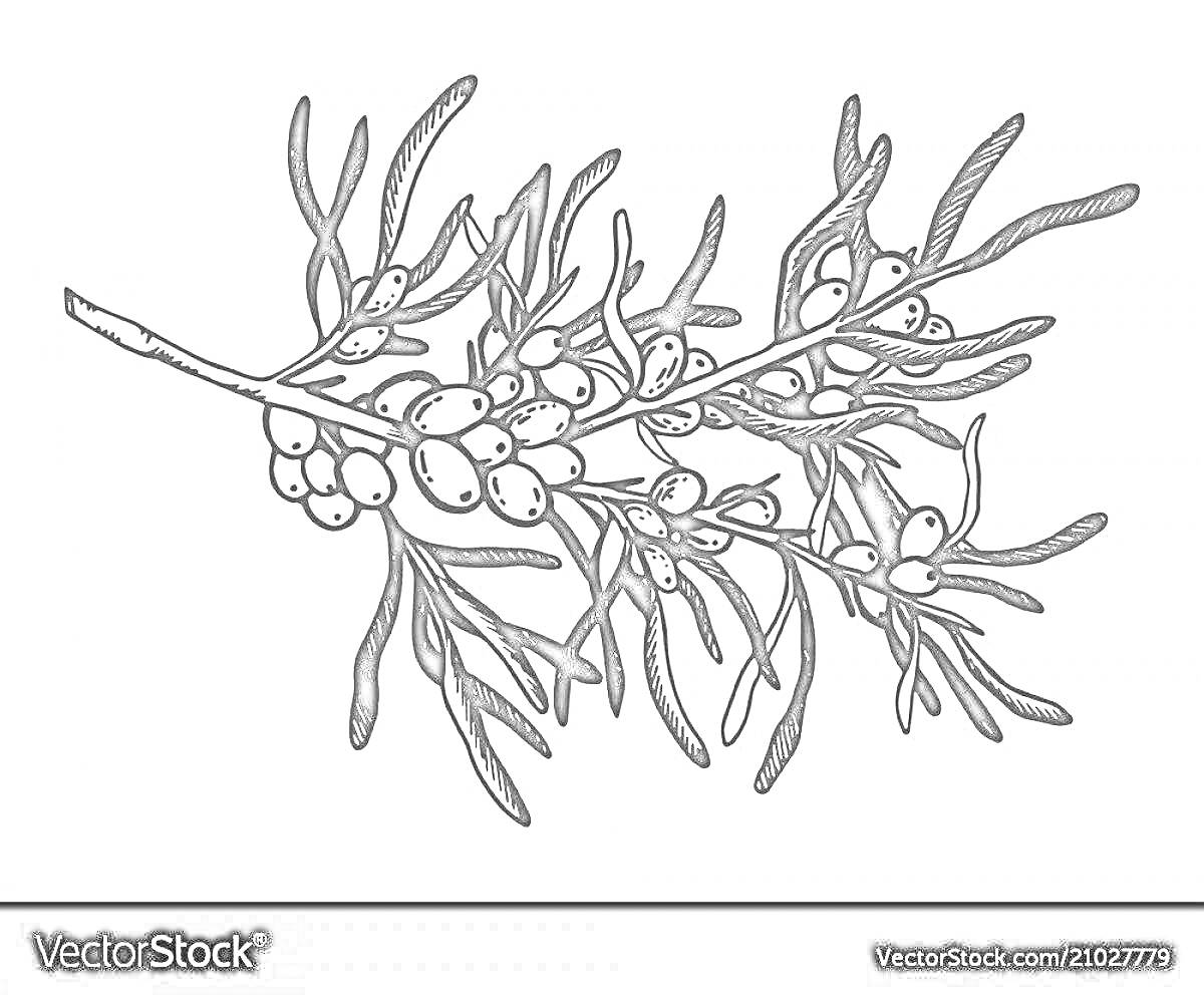 Раскраска Веточка облепихи с листьями и ягодами