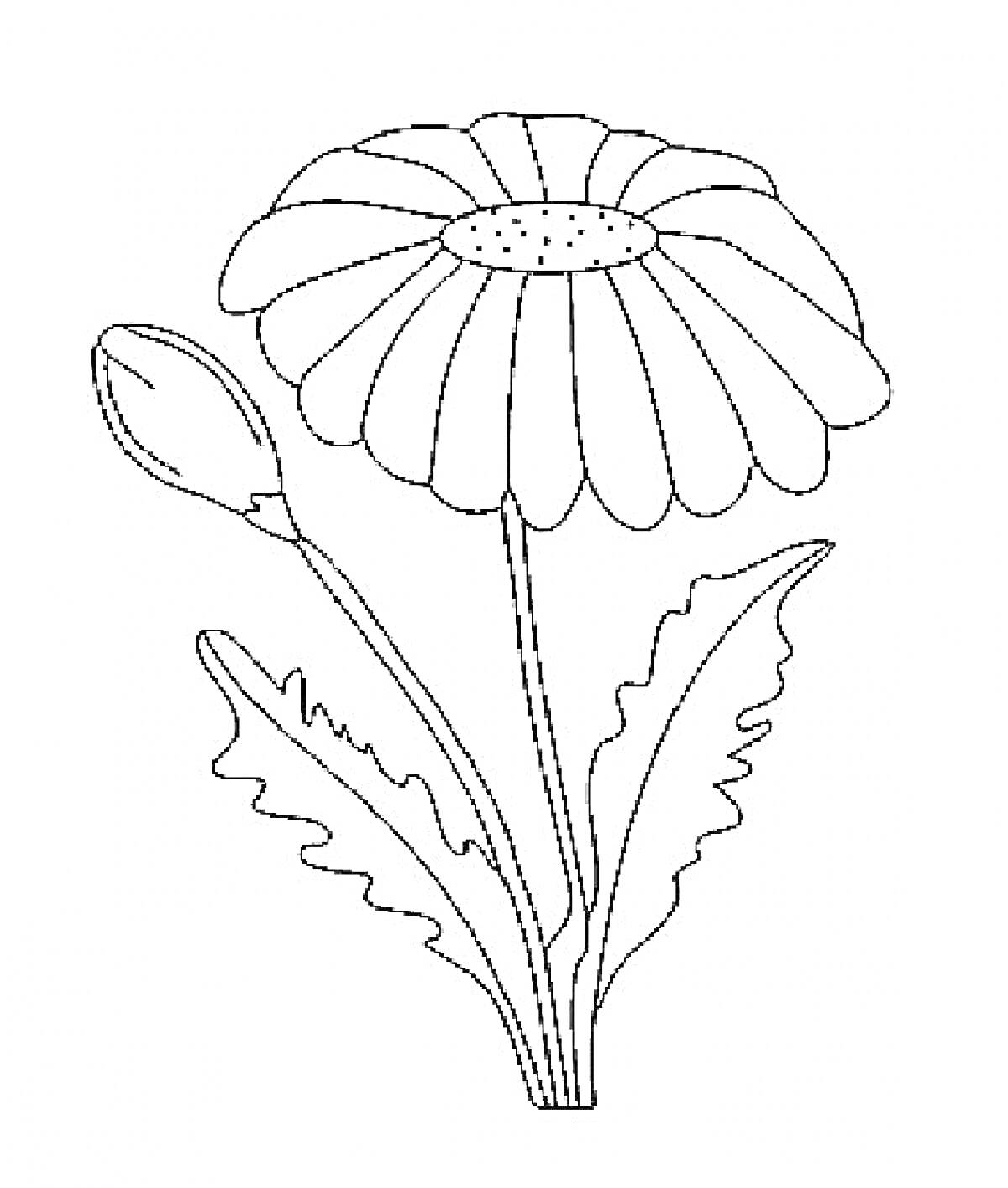 Раскраска Ромашка с листом и бутоном