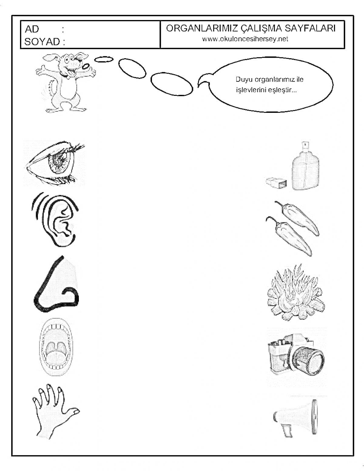 На раскраске изображено: Органы чувств, Ухо, Нос, Рот, Рука, Зажигалка, Перец, Соль, Камера, Мегафон, Зрение, Слух, Обоняние, Вкус, Осязание